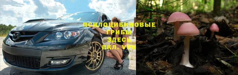 Псилоцибиновые грибы Psilocybe  мега зеркало  мориарти как зайти  Ногинск 